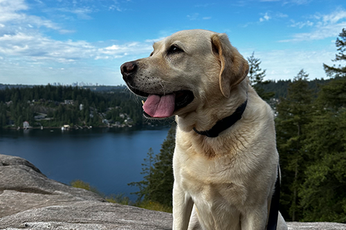 Office dog Nelson... living the North Shore dream.